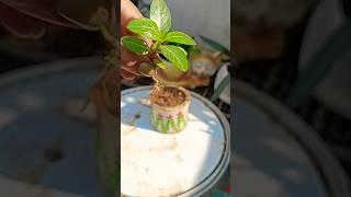 Beautiful periwinkle plant # nature # viral short