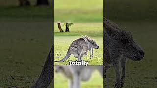 ANIMALS With NO Necks?! 
