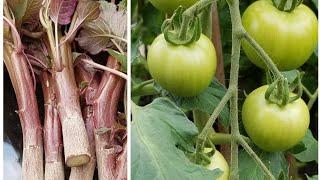 Stem Amaranth and Peas Harvest (shokher bagan 2020) summer update - mid June - allotment garden