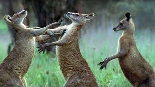 Kangaroos Fight For A Mate | Life Of Mammals | BBC Earth