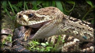 Predators vs Alligators 0501 - Rattlesnakes - Dangerous Animals