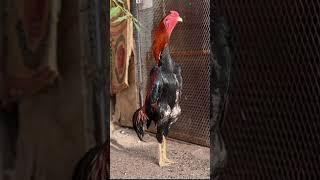 Bills's King Shamo Chicken Breed in UK || Top 7 Shamo roosters || Shamo chicken || parrot beak | QBL