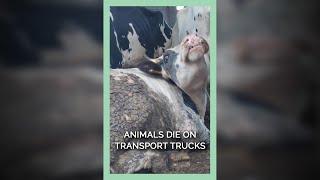 Animals Die On Transport Trucks Before Even Reaching Slaughterhouses