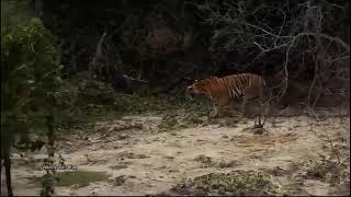 Once Tiger sees the Elephant calf, Tiger will search for the right time to hunt.