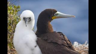 Living on the Edge: Cayman Brac's Nesting Brown Booby