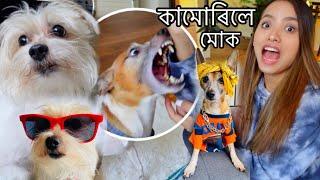 A day with my Dogs| কিয় খং কৰিলে Caeser e?Assamese Vlog#36