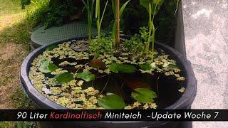 90 Liter Miniteich im Garten  7 Wochen Standzeit  Update