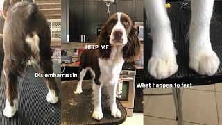 HOW TO GROOM YOUR PUPPY ENGLISH SPRINGER SPANIEL: PART 1 - FEET, NAILS AND TAIL!