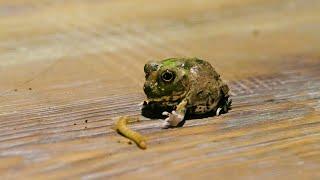 It's time to eat a soothing chaco frog. It is a state of heartwarming feeding without any fear.