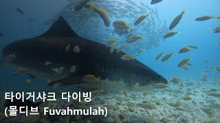 몰디브 타이거샤크 다이빙 | Maldives Tigershark Diving | Sep 2024