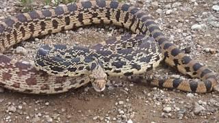 Bullsnake Threat Display