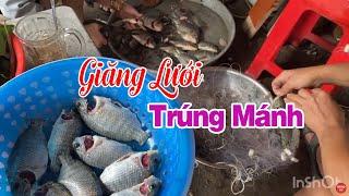 Mưa Lớn Nước Lên Anh Em Đi Giăng Lưới Được Bữa Trúng Mánh Quá Trời Dính Cá Rô Phi