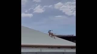 roo on the roof