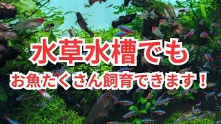 【水草水槽】お魚をたくさん飼育できるようになる方法をお教えします！