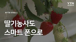 딸기농사도 스마트 폰으로 / YTN 사이언스