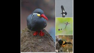 Birding in Peru - Gunnar Engblom. Kolibri Expeditions