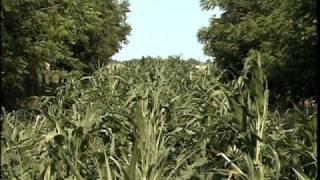 Agroforestry Practices - Alley Cropping