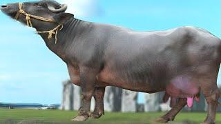 Highest Record Milking Buffalo | Sindhi Kundi Buffalo | Complete Documentary By AJ Cattle info