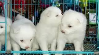 Puppies for sale near JP Nagar| 9844033709| Dog Bazar's the Best puppies for sale in Bangalore