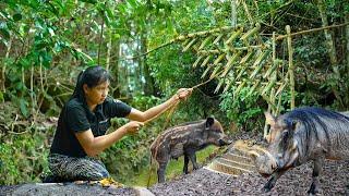 Stalking a Herd of Wild Boars, Dig a Large Trap and Wait - Bushcraft & Survival