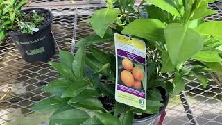 Rangpur Red Lime at Lowe’s