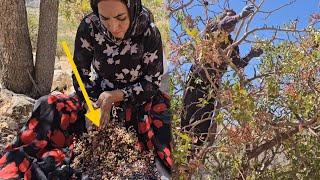 Moving to the mountains: collecting wild pistachios to feed a nomadic family