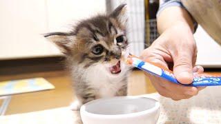 初めて食べるチュールの美味しさにビックリする子猫【赤ちゃん猫　保護猫】