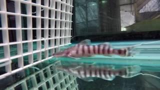 Five ~4"-5" tig catfish, two 6" dorado, two Trachydoras, Jun 14, 2017, Tank 63, 240 gal