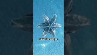 A unique million dollar business by shooting bullet into the pool!