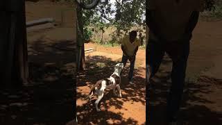 pitbull vs tyre training jump training 2.2 meters