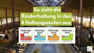 Rinderhaltung - So sehen die 4 Haltungsformen aus