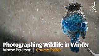 Photographing Wildlife in Winter with Moose Peterson | Official Class Trailer