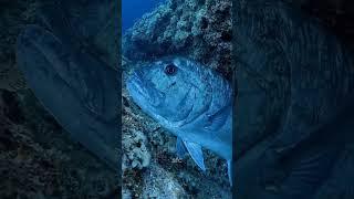 Giant Trevally #trendingshorts #trending #viral #viralvideo