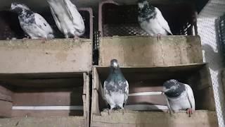 Senior Pigeon Lover Ustad Sheikh Ayub of Gujranwala Part 6