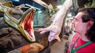 Feeding The Largest Anacondas In The World!