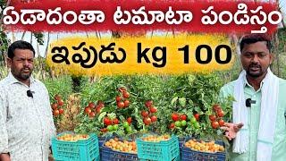 365 రోజులూ టమాటా పండిస్తాం | మదనపల్లి టమాటా సాగు | రైతు బడి