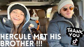 SUNDAY VLOG : Dogs, Mango unpacking, casual day with us :)