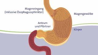 Der Magen – Durchmischen, Ansäuern und Speichern der Nahrung