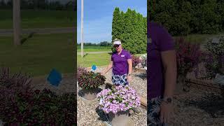 Nirvana XDR Vinca - Raker-Roberta's Summer Trials 2024