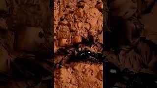 Ant Evolution Stage 1 to 7