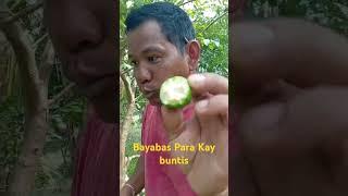 #guavaBayabas