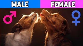 Male Dogs vs Female Dogs: Amazing Differences That Will Surprise You!