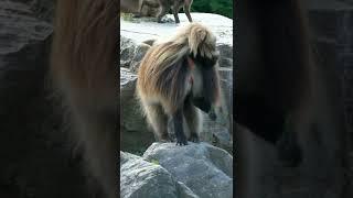 Baboon Ape Primate - Monkeys #shorts by Nimble Animals