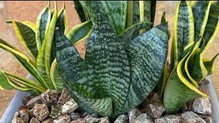 A unique way of growing snake plant in Glass vase and tray