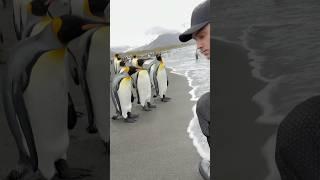 Curious King Penguins #penguin #wildlife#animals #birds #satisfying #asmr #shortvideo #trending