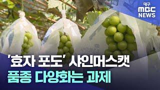 '효자 포도' 샤인머스캣..품종 다양화는 과제 | 대구MBC뉴스