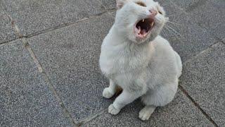 Angry White Cat is having a tantrum today.