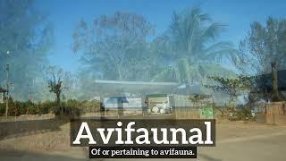 What is Avifaunal? | How to Say Avifaunal in English? | How Does Avifaunal Look?