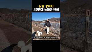 짖는 강아지 3주만에 놀라운 변화 (교육방법 공개)