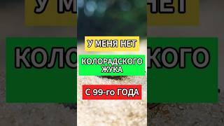 Хватит собирать колорадского жука иначе #колорадскийжук #огород #огородничество #дом #дача